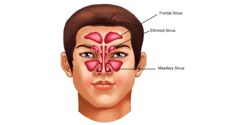 Nasal-Cavity-and-Sinuses