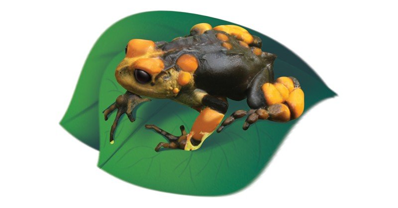 Nectophrynoides-Cryptus