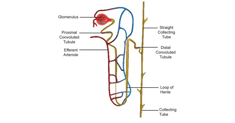 Nephron-Tubules