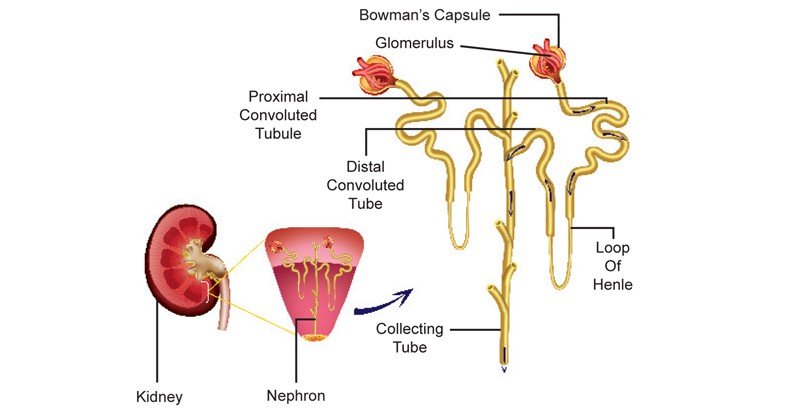 Nephron