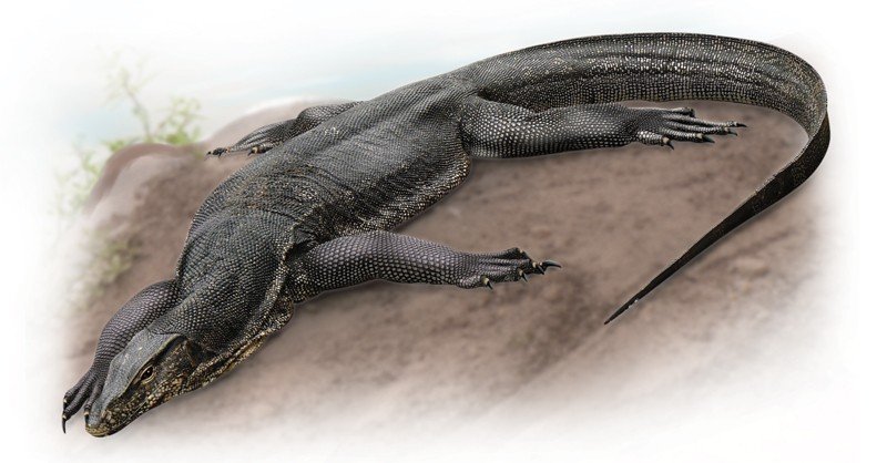Nile-Monitor