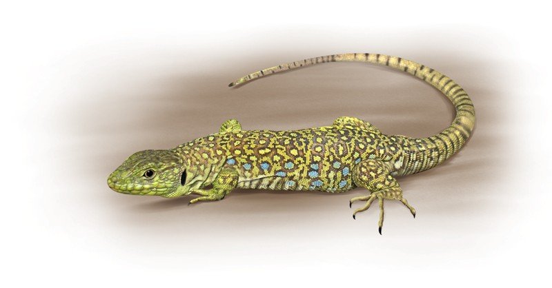 Ocellated-Lizard