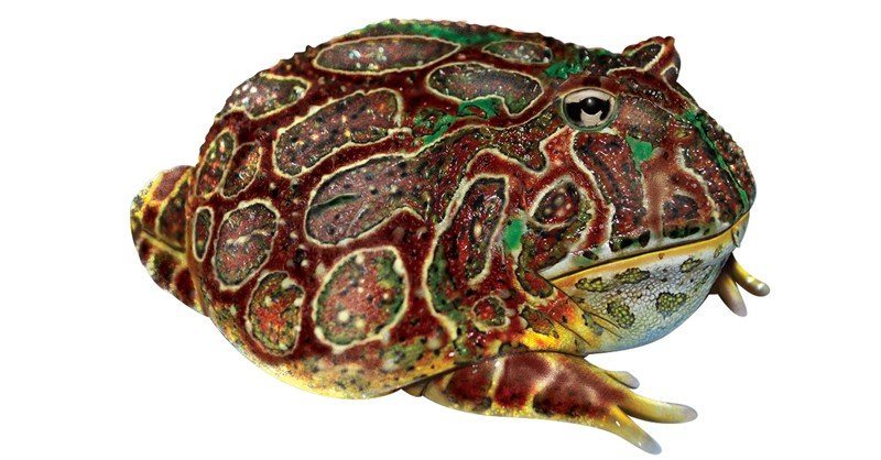 Ornate-Horned-Frog