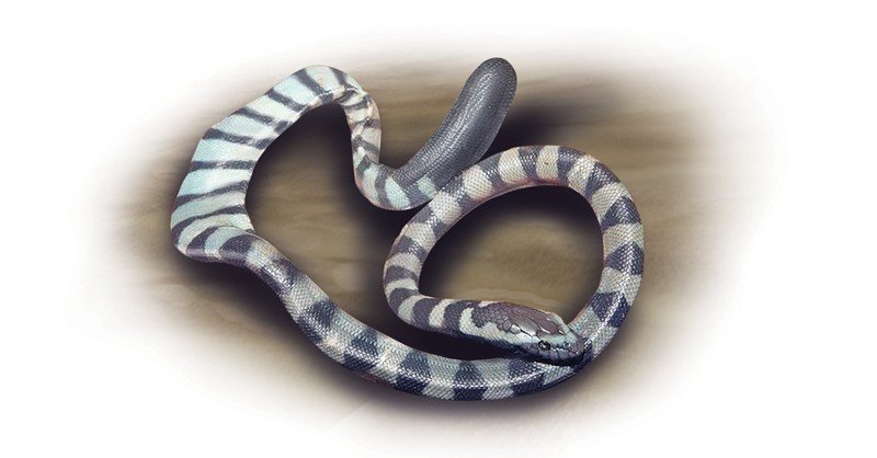 Ornate-Reef-Sea-Snake