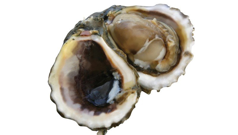 Oyster-(Pacific)