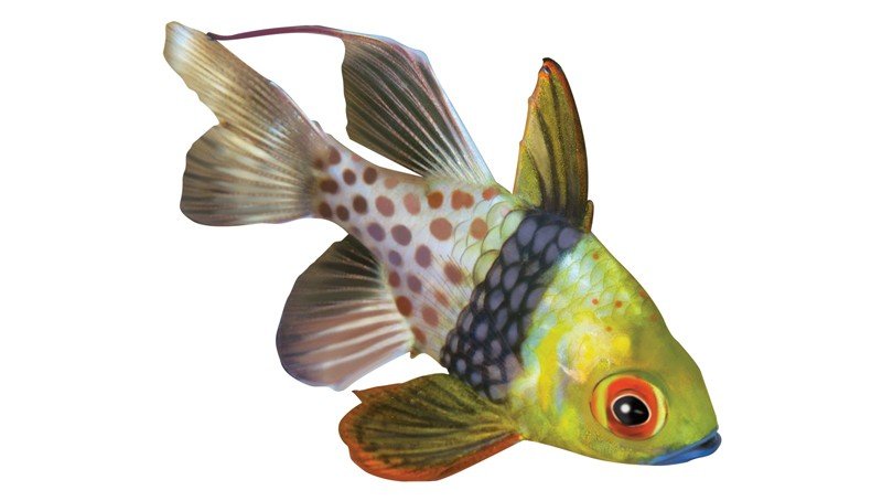 Pajama-Cardinalfish