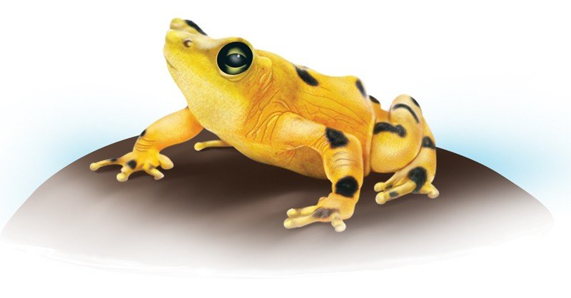 Panamanian-Golden-Frog