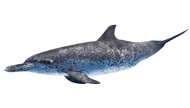 Pantropical-spotted-Dolphin