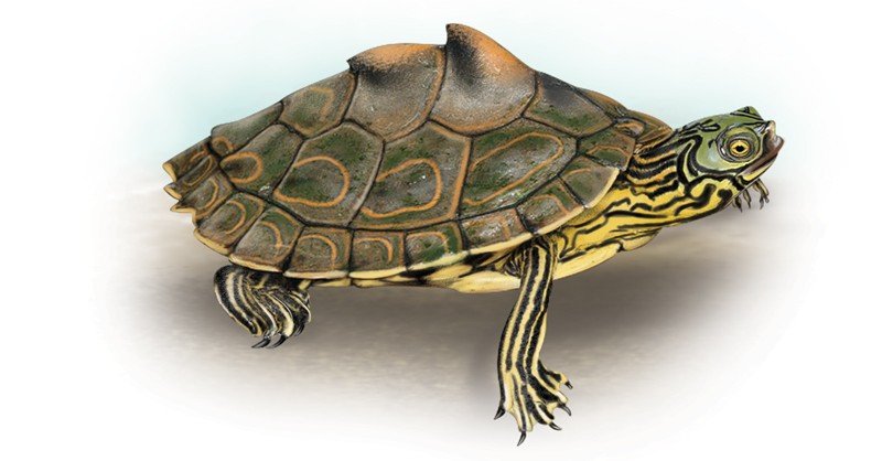 Pascagoula-Map-Turtle