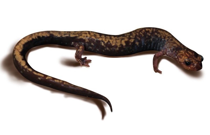 Peaks-of-Otter-Salamander