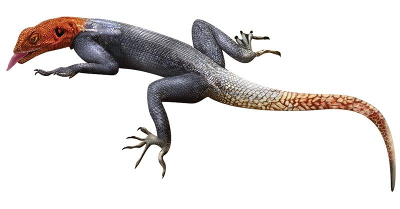 Peninsular-Rock-Agama
