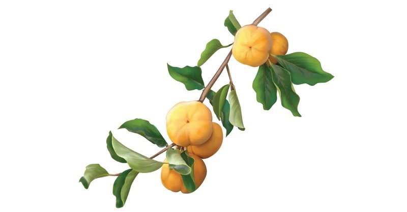 Persimmon