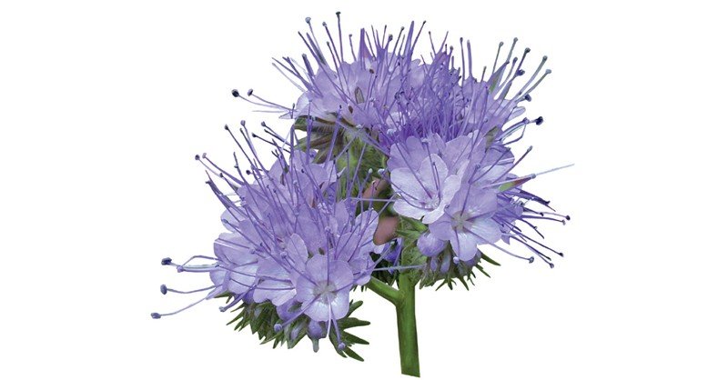 Phacelia