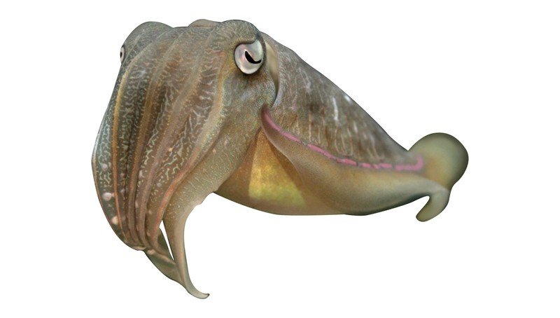 Pharaoh-Cuttlefish