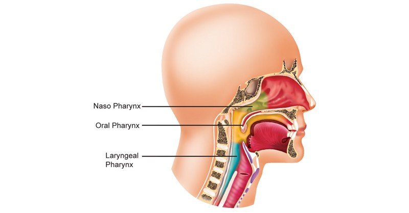 Pharynx-Chamber
