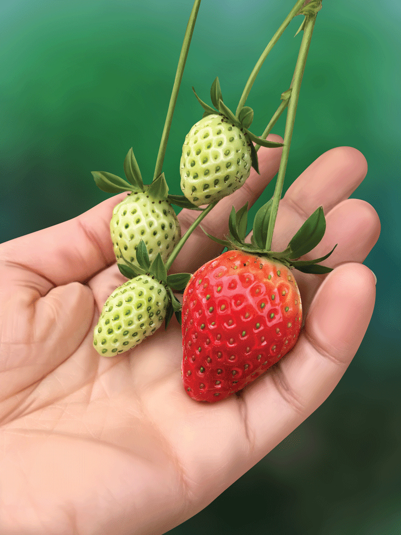 Why do fruits ripen? Sawan Books