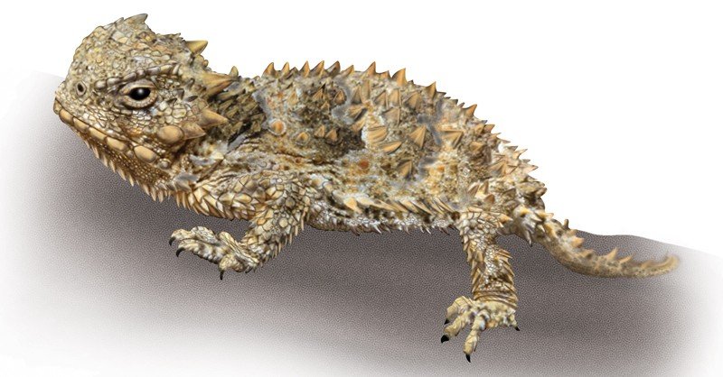 Pigmy-Horned-Lizard