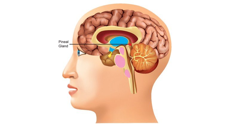 Pineal-Gland