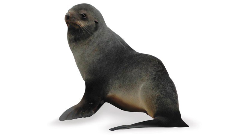 Pinniped