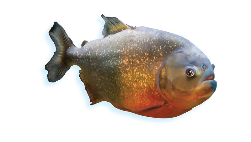 Piranha