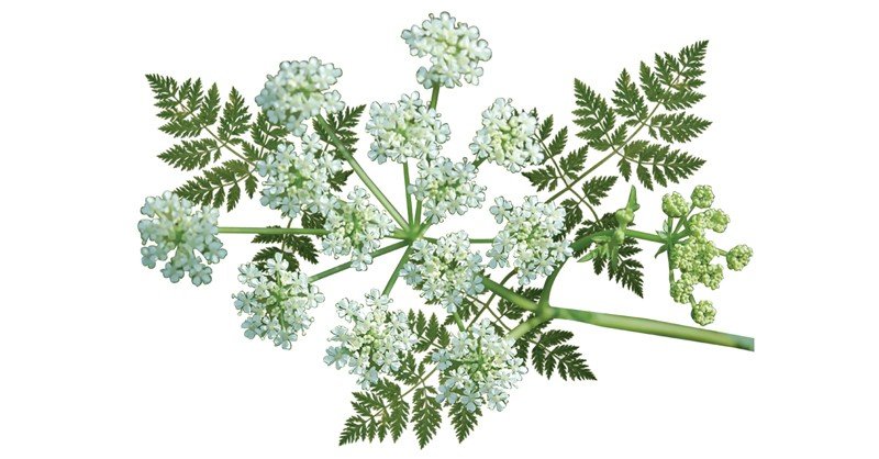 Poison-Hemlock