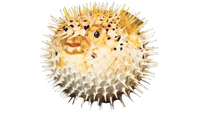 Porcupine-Fish