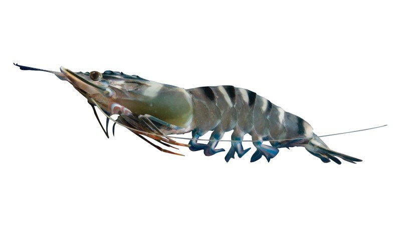 Prawn