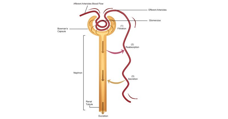 Process-of-Excretion