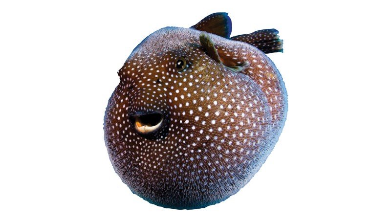 Pufferfish