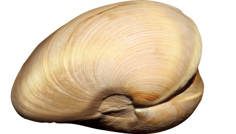 Quahog