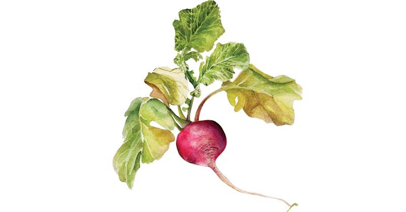 Radish