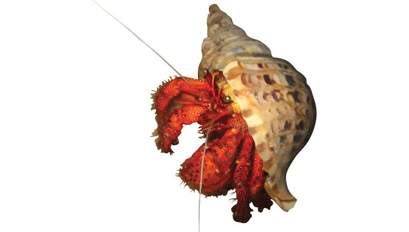 Red-Face-Hermit-Crab