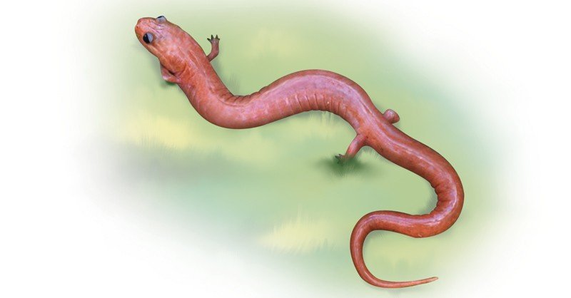 Red-Hills-Salamander