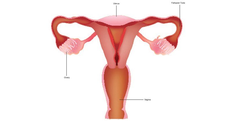 Reproductive-System-and-Female-Reproductive-Organs