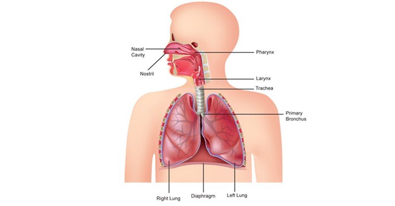 Respiratory-System-and-Nostril