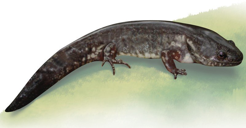 Reticulated-Flatwoods-Salamander