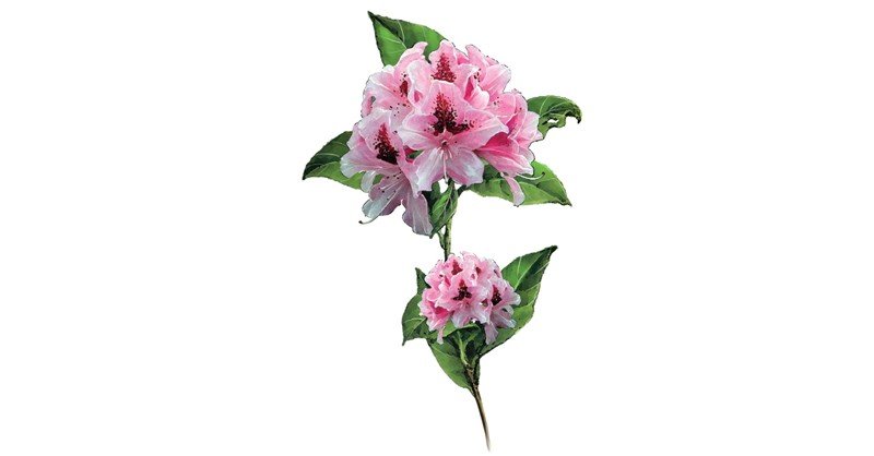 Rhododendron