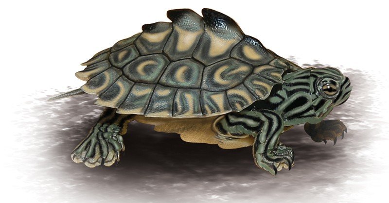 Ringed-Map-Turtle