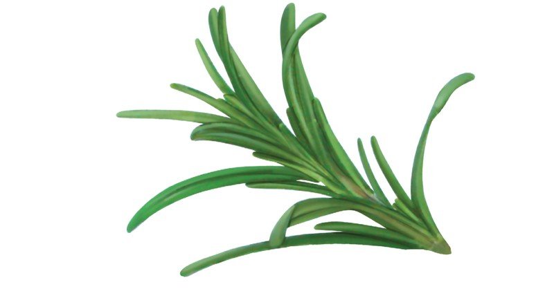 Rosemary