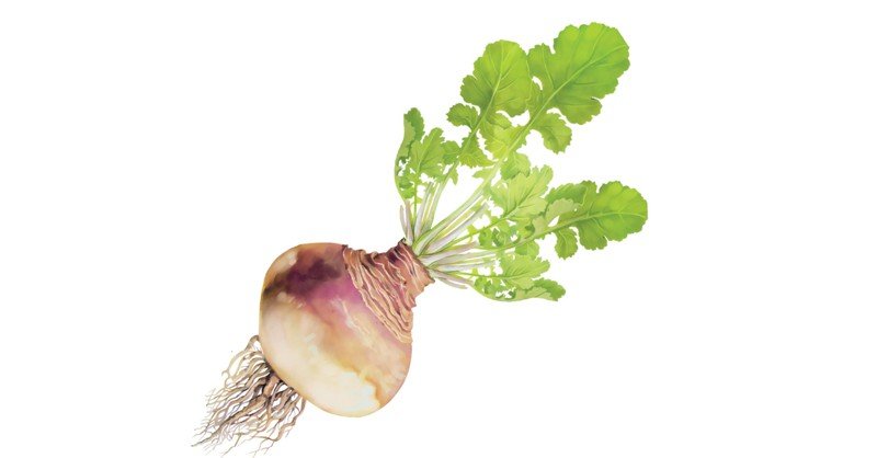 Rutabaga