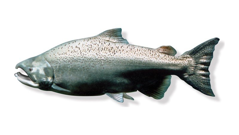 Salmon-(Atlantic)
