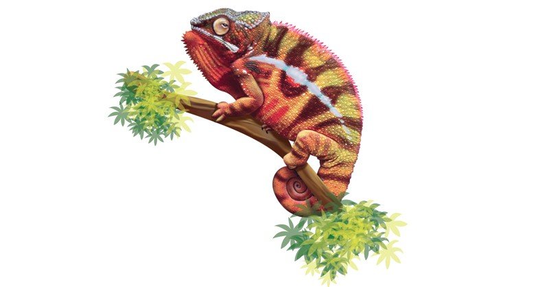 Sambava-Panther-Chameleon