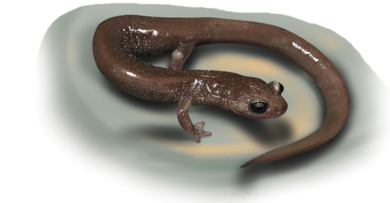 Scott-Bar-Salamander