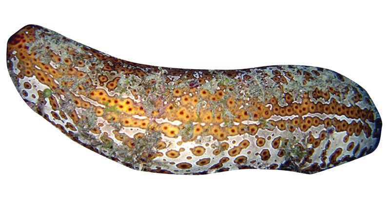 Sea-Cucumber-(Leopard)