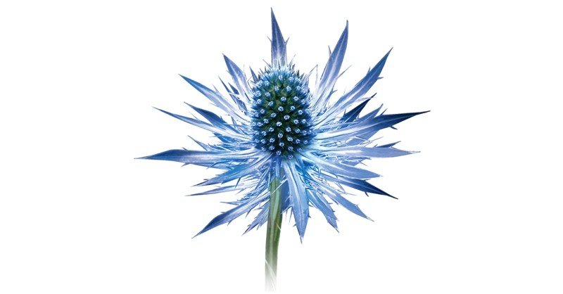 Sea-Holly