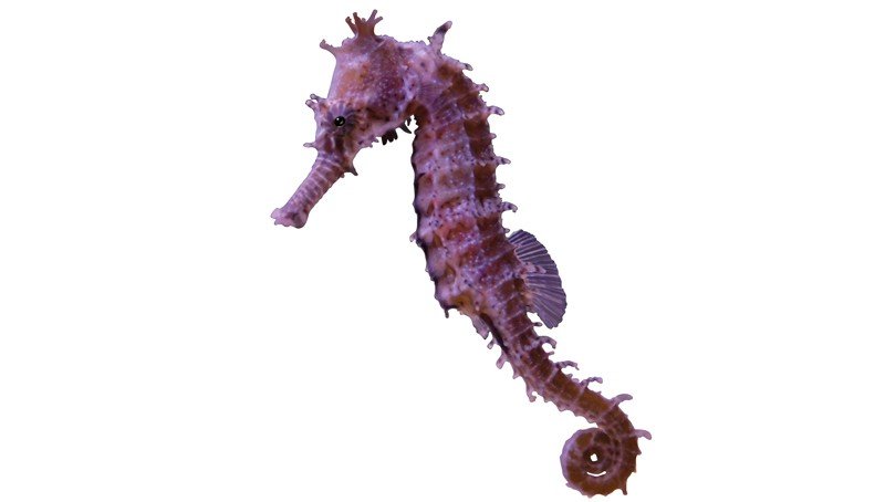 Seahorse