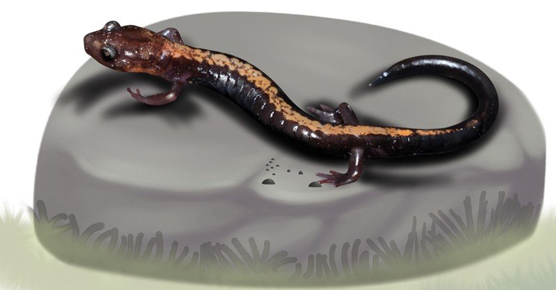 Shenandoah-Salamander