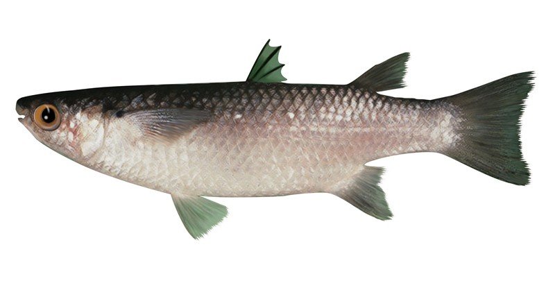 Shovel-headed-Mullet
