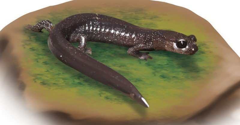 Siskiyou-Mountains-Salamander