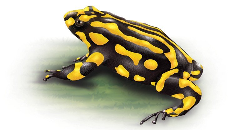 South-Corroboree-Frog